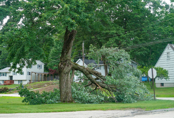 The Steps Involved in Our Tree Care Process in Greenbrier, AR